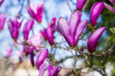Baharda açan güzel pembe bir manolya çiçeğinin yakınında..