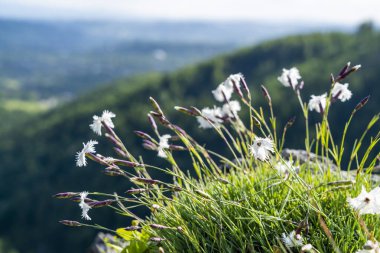 Güzel Dianthus plumarius L.subsp. praecox (Kit.) Pawl. Doğal ortamında büyüyor..