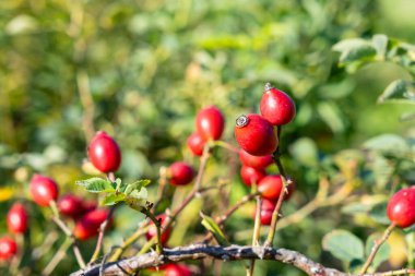 Gül ağacının olgun kırmızı meyveleri.
