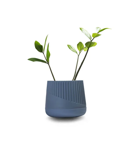 Plant Gray Plastic Pot White Background Clipping Path — Stock Photo, Image