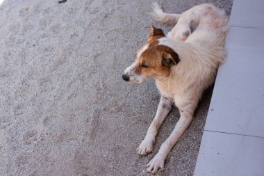Köpek otururken gözleri kapalı kumun üzerinde rahatlamak için.