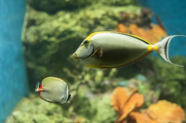 Two beautiful fish, big and small, happily swimming in the display tank. Behind them is an artificial coral reef. to make the fish happy