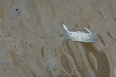 Mavi yüzen yengeçler sahilde ölü yatıyor. Bazı nedenler küresel koşullar yüzündendir: değişen deniz suları - plajı kirleten ölü balıklar