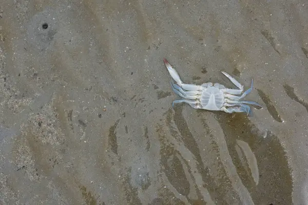 stock image Blue swimming crabs lie dead on the beach. Some causes are due to global conditions: changing sea waters - dead fish littering the beach