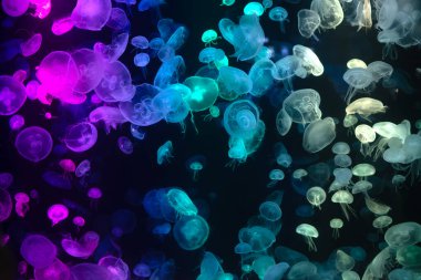 Koyu siyah bir tankta yüzen çok renkli denizanası.