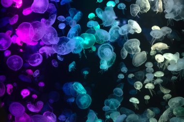 Multi-colored jellyfish swimming in a dark black tank clipart