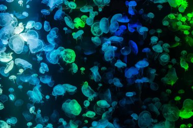 Çok renkli denizanaları karanlık denizde yüzer, çok güzel parlarlar.