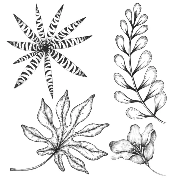 異なる葉のクリップアートイラストと美しいストックフローラルセット — ストック写真