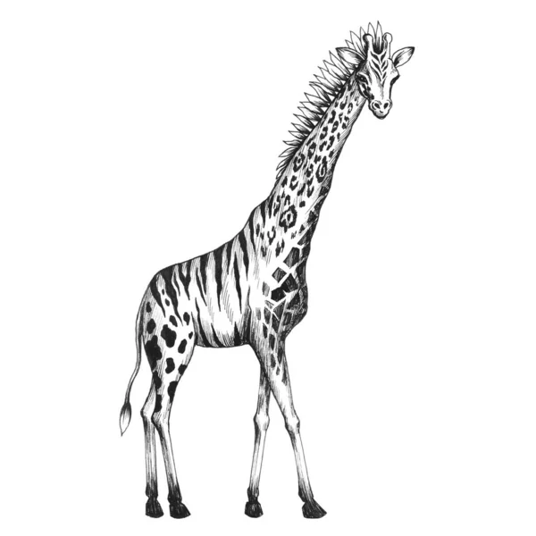 Vacker Stock Klipp Konst Illustration Med Chimera Giraff Djur — Stockfoto