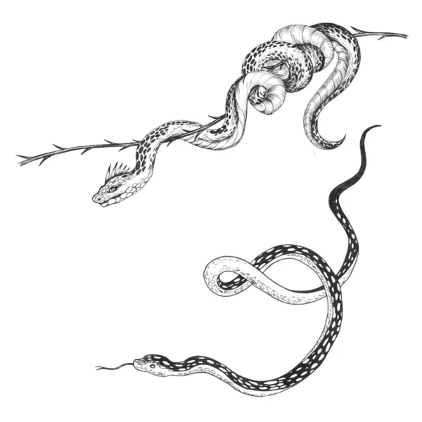 Beautiful Stock Set Clip Art Unusual Chimera Snake Illustrations — Stock Photo, Image
