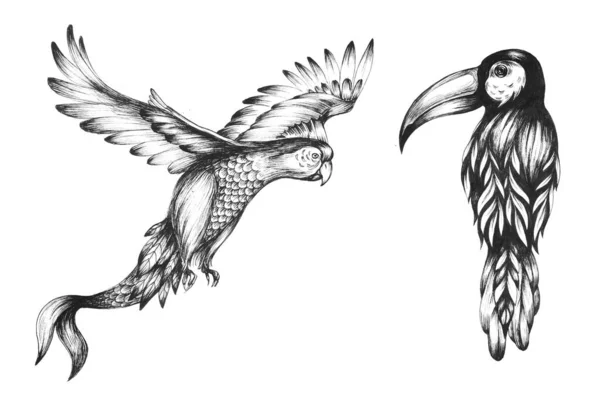 Иллюстрация Клипу Необычными Птицами Шимера Тукана Попугая — стоковое фото