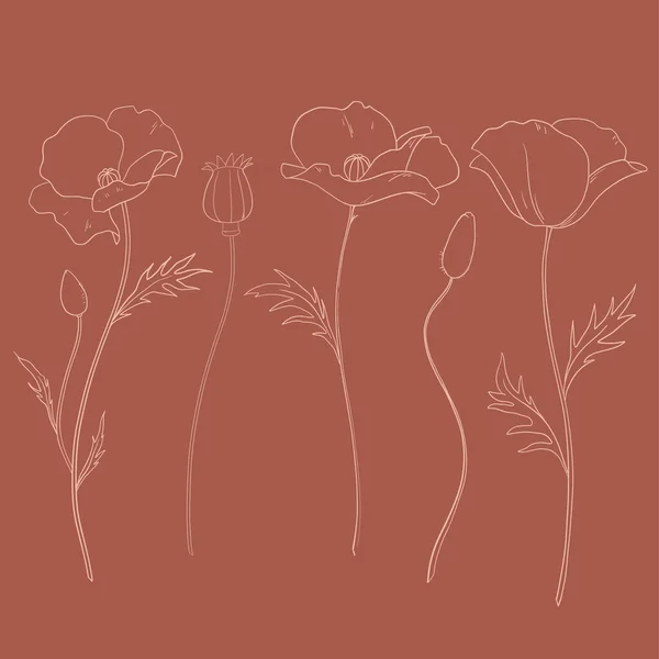 美丽的矢量剪贴画罂粟田间花卉插画 — 图库矢量图片