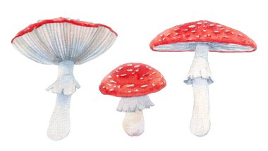 Beautiful clip art set with watercolor forest amanita mushroom. Stock illustration. clipart