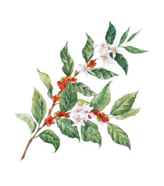 Beautiful stock clip art illustration with watercolor coffee plant branch with white flowers green leaves and red beans.