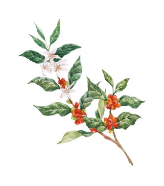 Beautiful stock clip art illustration with watercolor coffee plant branch with white flowers green leaves and red beans.
