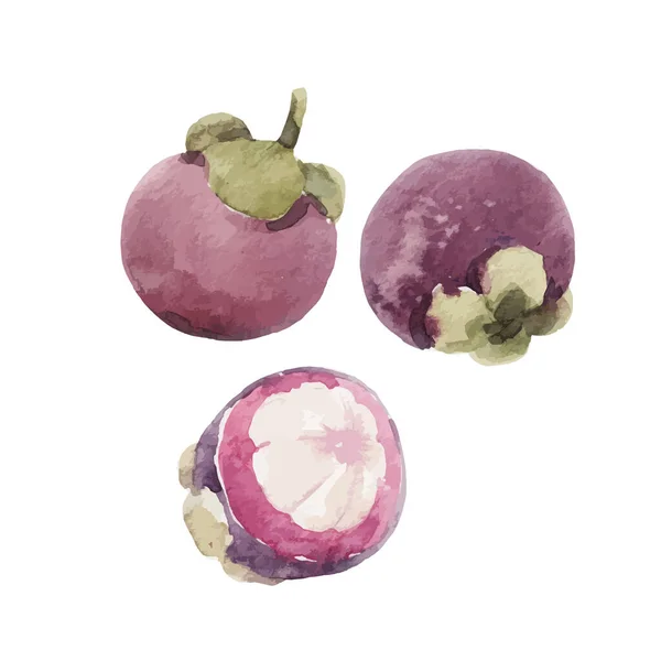 Beautiful Vector Stock Clip Art Illustration Watercolor Tasty Mangosteen Fruit — Stock Vector