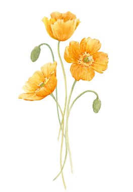 Beautiful floral stock illustration with watercolor yellow poppy flowers.
