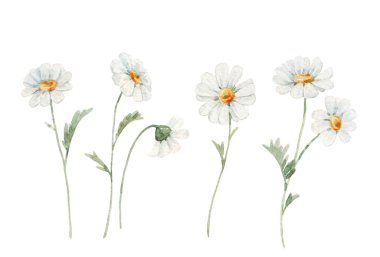 Beautiful floral stock illustration with watercolor chamomile flower.