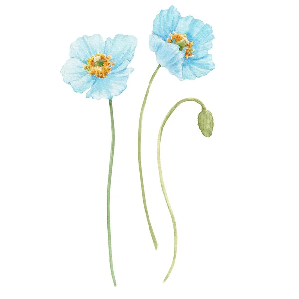 Beautiful Floral Stock Illustration Watercolor Blue Poppy Flowers — Stockfoto