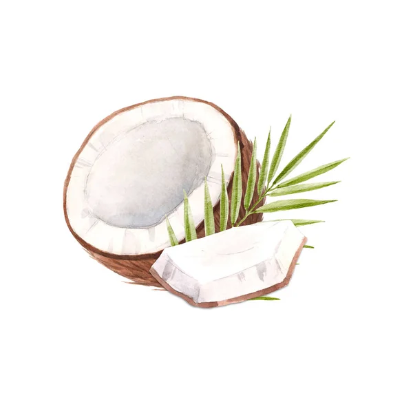 Beautiful Composition Watercolor Coconuts Stock Illustration — Stock fotografie