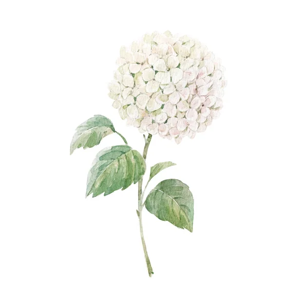 Beautiful Floral Stock Illustration Watercolor White Hydrangea Flower — Foto de Stock