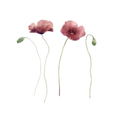 Beautiful watercolor illustration with dark red poppy flowers. Floral clip art.