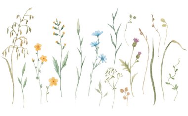 Beautiful floral set with watercolor gentle wild herbs and flowers. Stock illustration.