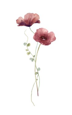 Beautiful watercolor illustration with dark red poppy flowers. Floral clip art.