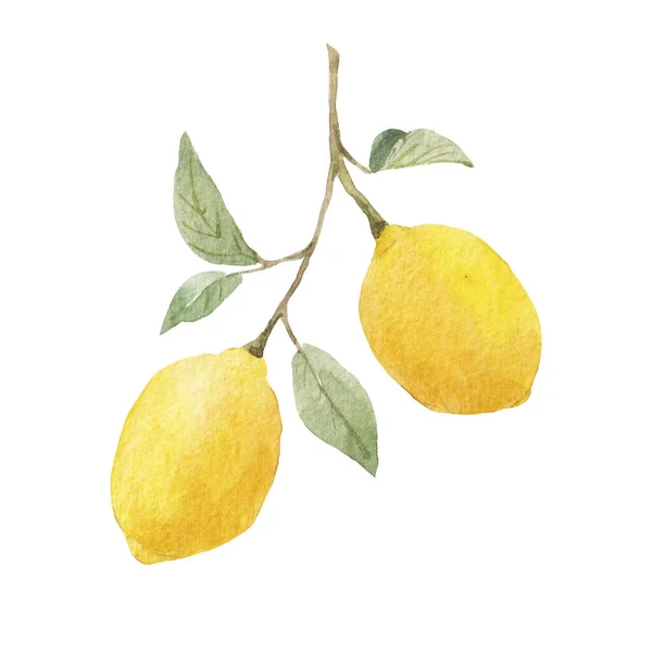 Krásný Obrázek Akvarelem Žluté Citróny Květy Stock Clip Art Illustration — Stock fotografie