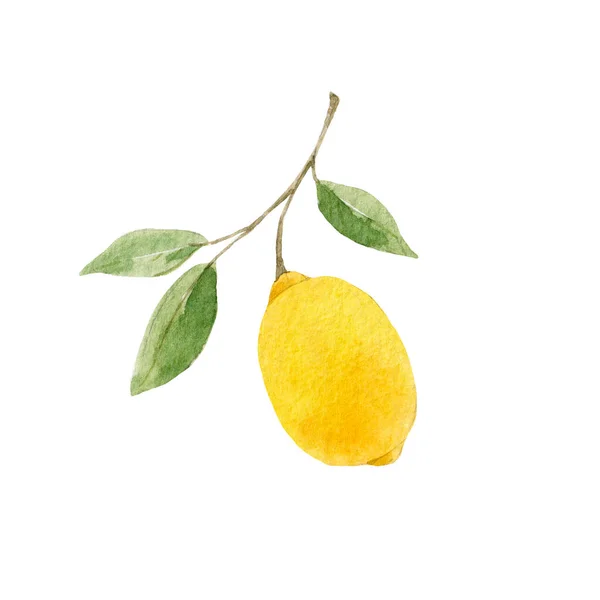 Beautiful Image Watercolor Yellow Lemons Flowers Stock Clip Art Illustration — Stock Photo, Image