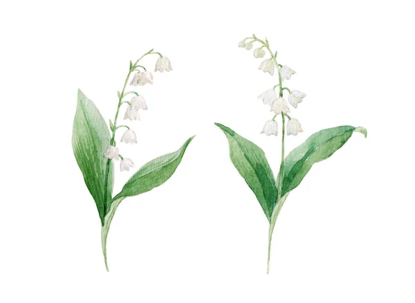 Όμορφη Floral Εικονογράφηση Αρχείου Ακουαρέλα Λευκό Δάσος Κρίνο Της Κοιλάδας — Φωτογραφία Αρχείου