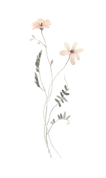 Gyönyörű Virágos Állomány Illusztráció Akvarell Vad Mezei Virágok — Stock Fotó