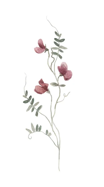 Krásné Květinové Stock Ilustrace Akvarelem Divoké Pole Květiny — Stock fotografie