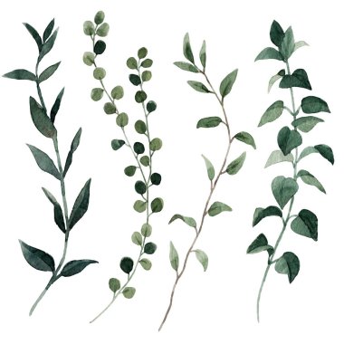 Yapraklı suluboya dallı güzel klip sanatı çizimi.