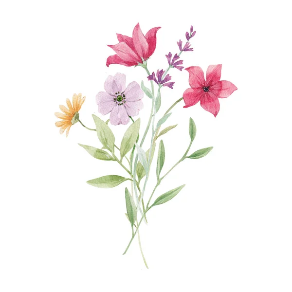 Bonito Estoque Floral Ilustração Com Aquarela Flores Campo Selvagem — Fotografia de Stock