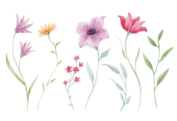 Schöne Florale Aktienillustration Mit Aquarell Wilde Feldblumen — Stockfoto