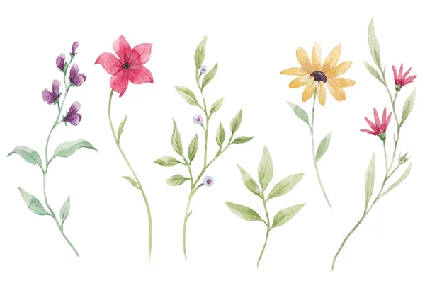 Piękny Kwiatowy Czas Ilustracja Akwarelą Dzikie Pole Kwiaty — Zdjęcie stockowe