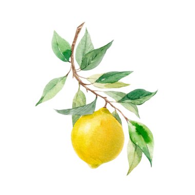 Sarı limon ve yapraklı suluboya güzel bir görüntü. Stok klipsi resim çizimi.