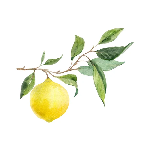 Schönes Bild Mit Aquarell Gelben Zitronen Und Blättern Stock Clip — Stockfoto