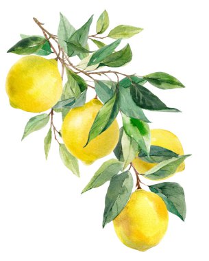 Sarı limon ve yapraklı suluboya güzel bir görüntü. Stok klipsi resim çizimi.