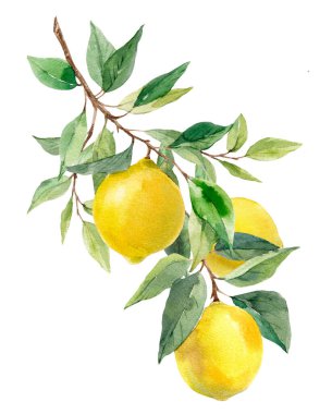 Sarı limon ve yapraklı suluboya güzel bir görüntü. Stok klipsi resim çizimi.