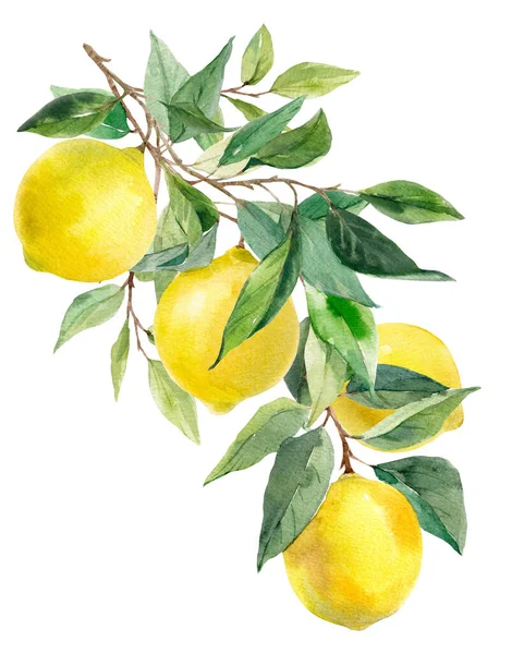 Krásný Obraz Akvarelem Žluté Citróny Listy Stock Clip Art Illustration — Stock fotografie