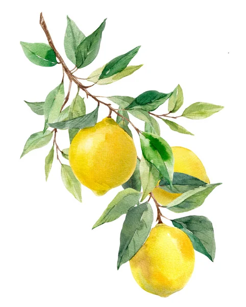 Krásný Obraz Akvarelem Žluté Citróny Listy Stock Clip Art Illustration — Stock fotografie