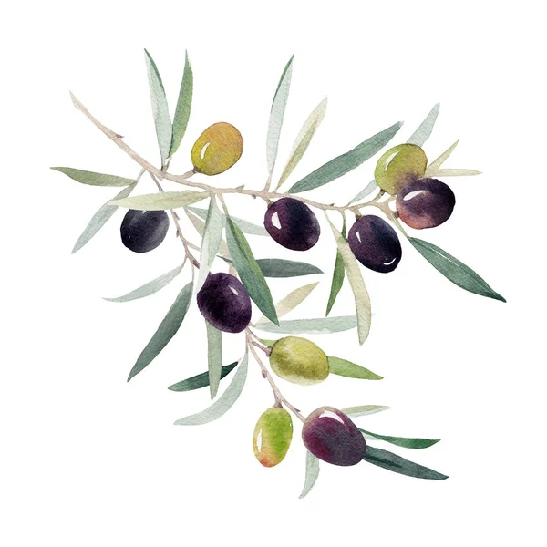 Beautiful Image Watercolor Green Black Olives Branch Leaves Stock Clip — Stock Photo, Image