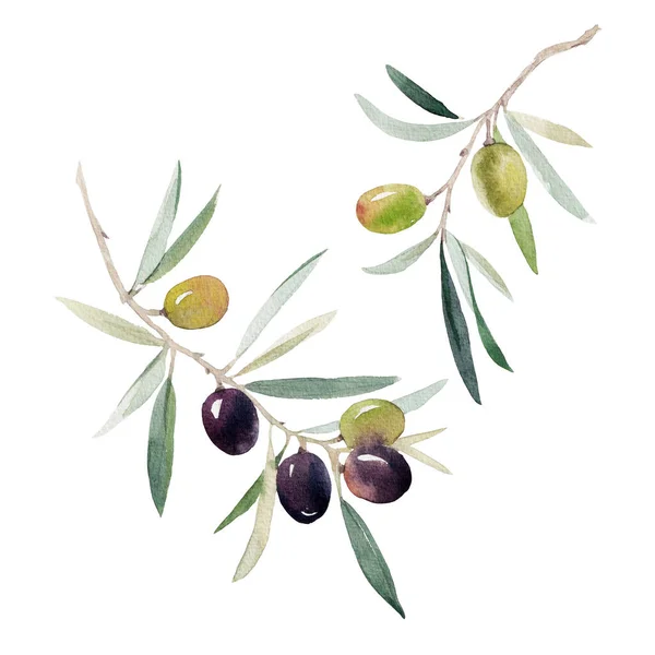 Krásný Obraz Akvarelem Zelené Černé Olivy Větvi Listy Stock Clip — Stock fotografie