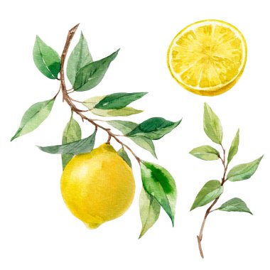 Sarı limon ve yapraklı suluboya güzel bir görüntü. Stok klipsi resim çizimi.