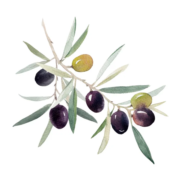 Krásný Obraz Akvarelem Zelené Černé Olivy Větvi Listy Stock Clip — Stock fotografie