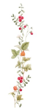 Farklı orman böğürtlenleriyle suluboya harika bir kompozisyon. Klip sanatı. Stok illüstrasyonu.