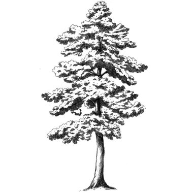 Orman ağacı ile güzel bir görüntü. Stok illüstrasyonu.