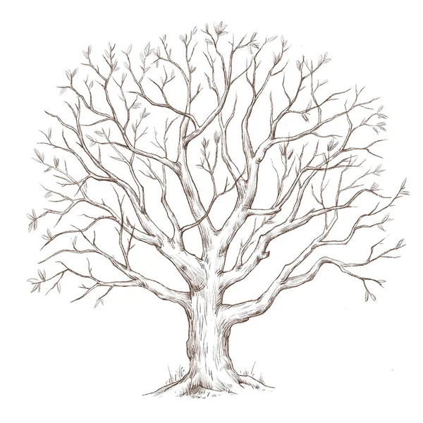 Beautiful Image Forest Tree Stock Illustration — Stock Photo, Image